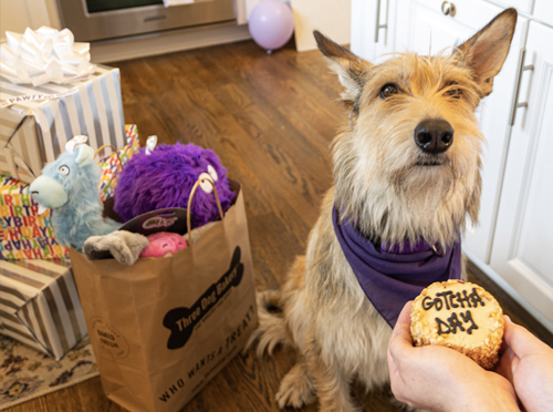 Call-Out-GotchaDay Three Dog Bakery - Custom Cakes for Dogs