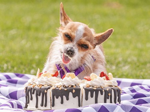 three-dog-bakery-cake-of-the-month Three Dog Bakery - Cakes for Dogs